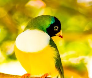 Close-up of bird perching