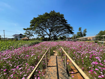 Pink flowering plants by trees in park against sky