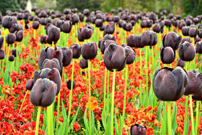 Close-up of tulips on field