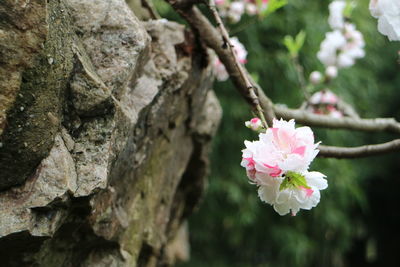 Close-up of pink flower blooming on tree