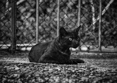 Close-up of cat sitting on chainlink fence
