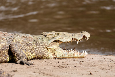 Close-up of a lizard on land