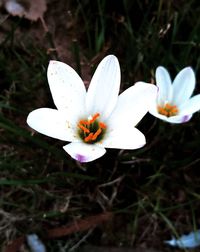 Close-up of white flowers blooming outdoors