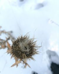 Close-up of insect against sky