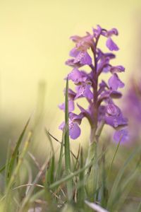 Close-up of purple flowering plants on field