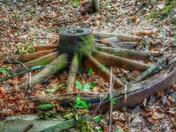 High angle view of succulent plant on field
