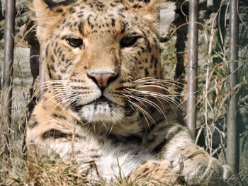 Close-up portrait of a cat