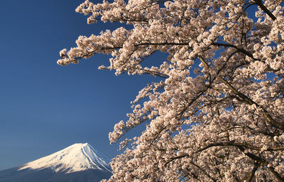 Mount fuji with cherry blossoms in full bloom