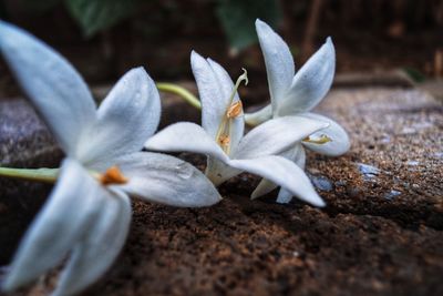 Close-up of white flowering plant