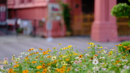 Close-up of yellow flowering plants