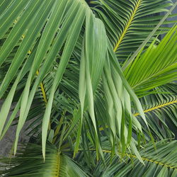 Full frame shot of palm leaves