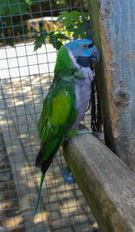 Close-up of parrot perching in cage