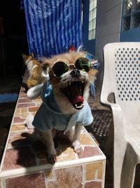 Dog yawning while wearing sunglasses on wall