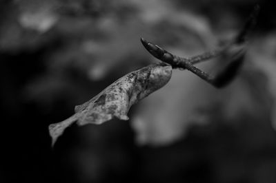 Close-up of leaf