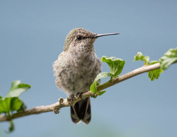 Low angle view of bird perching on tree against clear sky