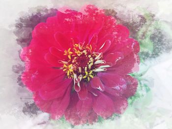 Close-up of pink flowers