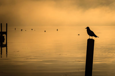 Seagulls perching on wooden post