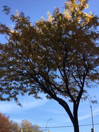 Low angle view of tree against sky