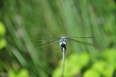 Close-up of dragonfly on plant