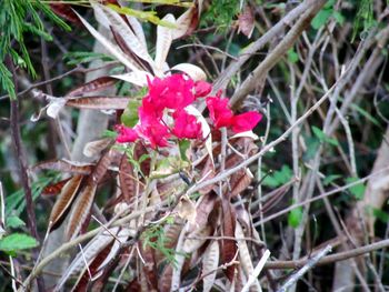 Close-up of red flower