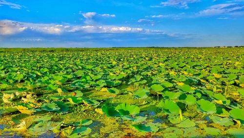 Lotus leaves on lake against sky