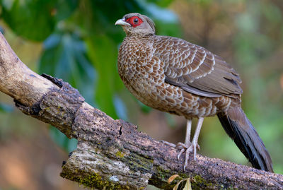 Close-up of bird perching on tree