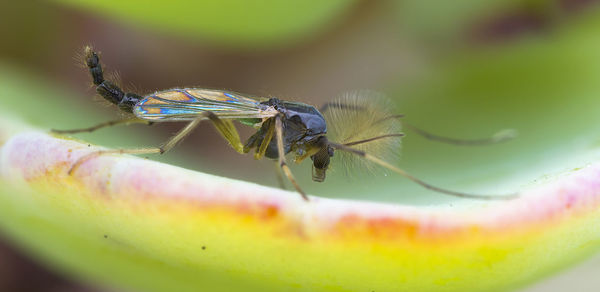 Close-up of midge fly on leaf