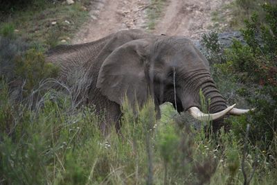 Side view of elephant on land