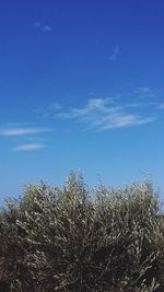 Low angle view of tree against blue sky