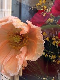 Close-up of flower blooming outdoors