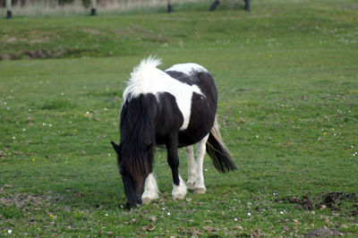 Horse grazing in a field