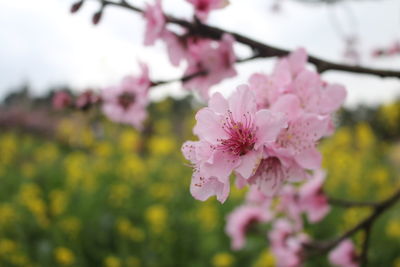 Close-up of pink flowers blooming outdoors