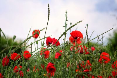 Red poppy flowers growing on field against sky