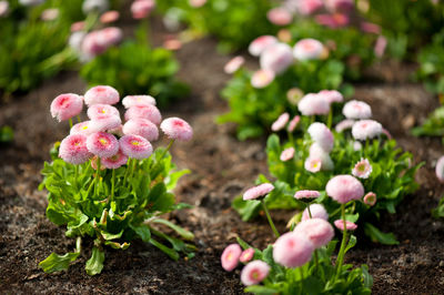 Close-up of pink flowers growing outdoors