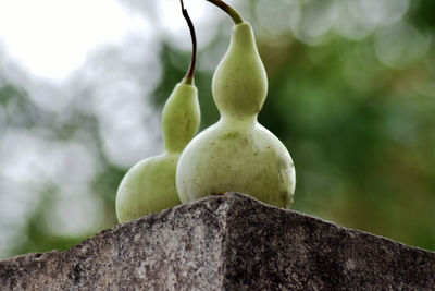 Close-up of fruit growing on tree trunk