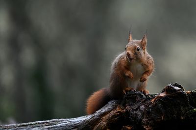 The red squirrel is eating well
