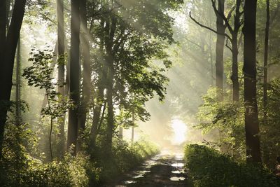 Road amidst trees in forest