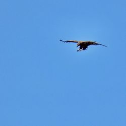 flying