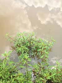 Plants growing against sky