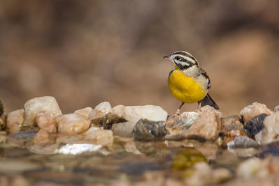 Close-up of bird perching