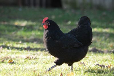 Close-up of rooster on field