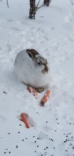 High angle view of lizard on snow covered field