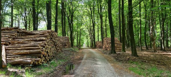 Footpath amidst trees in forest