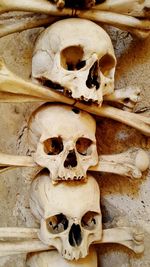 Close-up of human skull