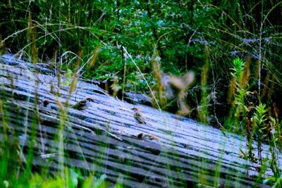 Close-up of grass in forest