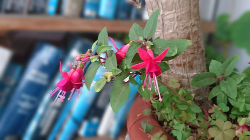 Close-up of pink flowers