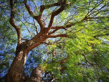 Low angle view of trees in forest