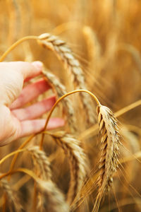 Agriculture concept. male hand touching a golden wheat ear in the wheat field, sunset light. 