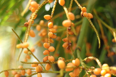 Close-up of berries growing on tree