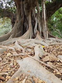 Low angle view of tree roots in forest